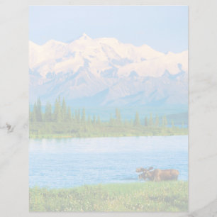 Bull moose in Wonder Lake