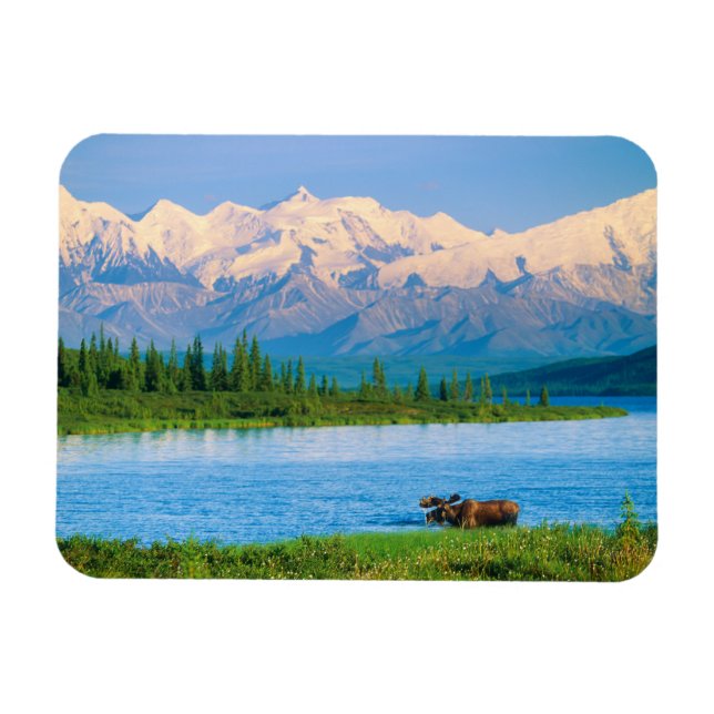 Bull moose in Wonder Lake Magnet (Horizontal)