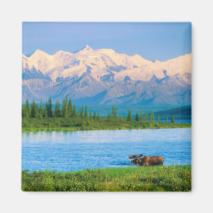 Bull moose in Wonder Lake Magnet