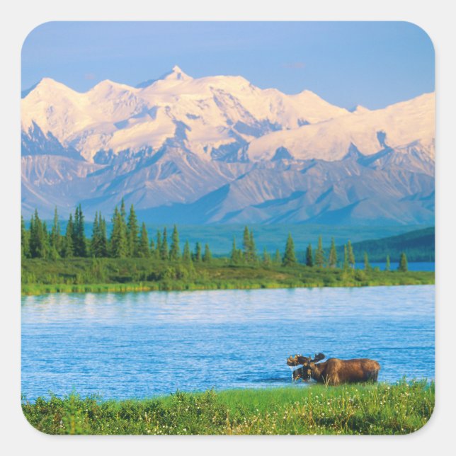 Bull moose in Wonder Lake Square Sticker (Front)