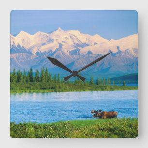 Bull moose in Wonder Lake Square Wall Clock