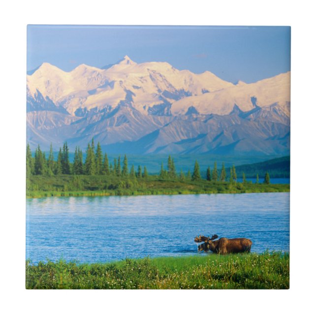 Bull moose in Wonder Lake Tile (Front)