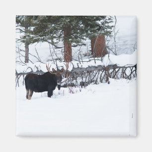 Bull Moose Magnet