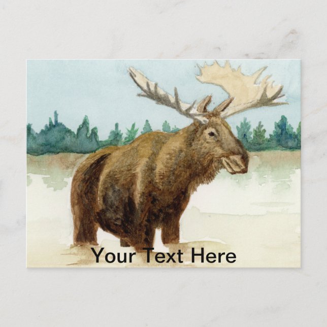 Bull Moose Postcard (Front)