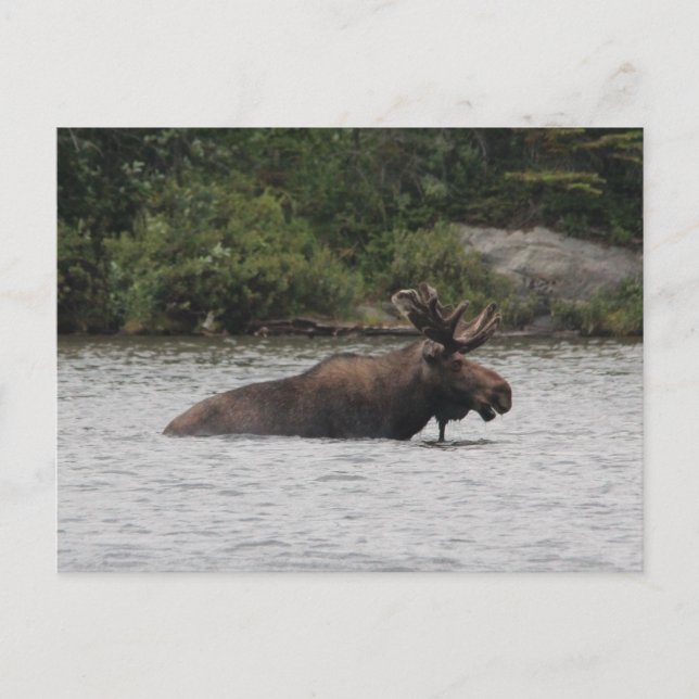 Bull Moose Postcard (Front)