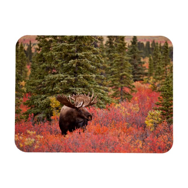 Bull Moose Standing In Red Dwarf Birch Magnet (Horizontal)