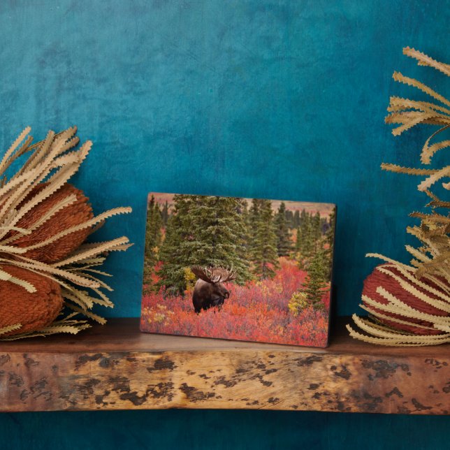 Bull Moose Standing In Red Dwarf Birch Plaque (Side)