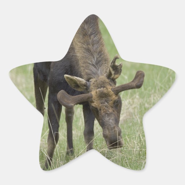 Bull Moose Stickers (Front)