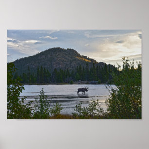 Bull Moose, Sunrise, Sprague Lake, Colorado Poster