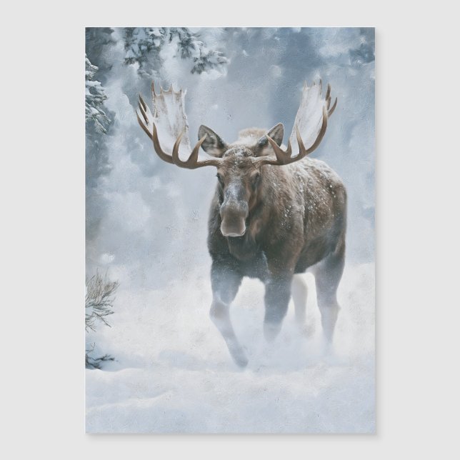 Bull Moose Walking Through Boreal Snow (Front)