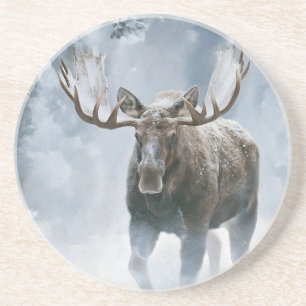 Bull Moose Walking Through Boreal Snow Coaster