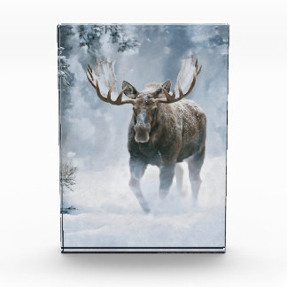 Bull Moose Walking Through Boreal Snow Photo Block