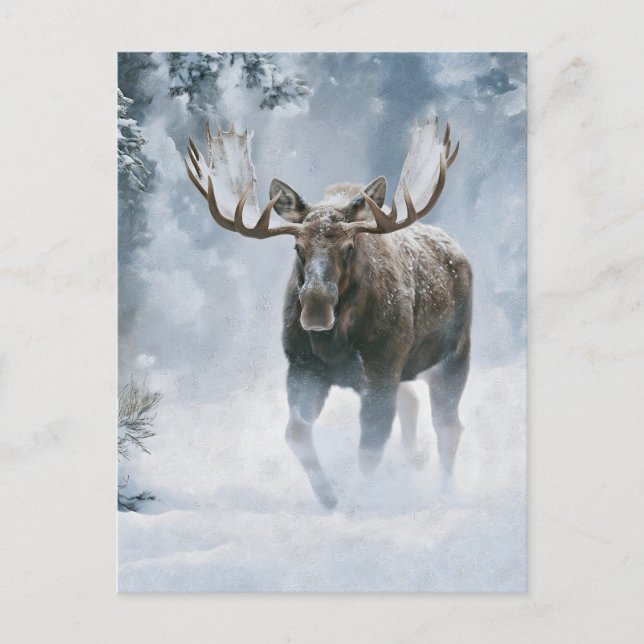 Bull Moose Walking Through Boreal Snow Postcard (Front)