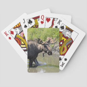 Bull moose with large antlers wading through water playing cards