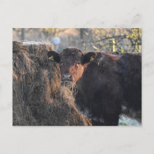 Bull Postcard