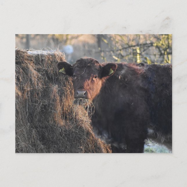 Bull Postcard (Front)