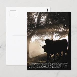Bull Postcard