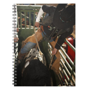 Bull rider tying rope on bull in the chute spiral notebook