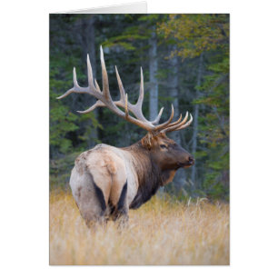 Bull Rocky Mountain Elk