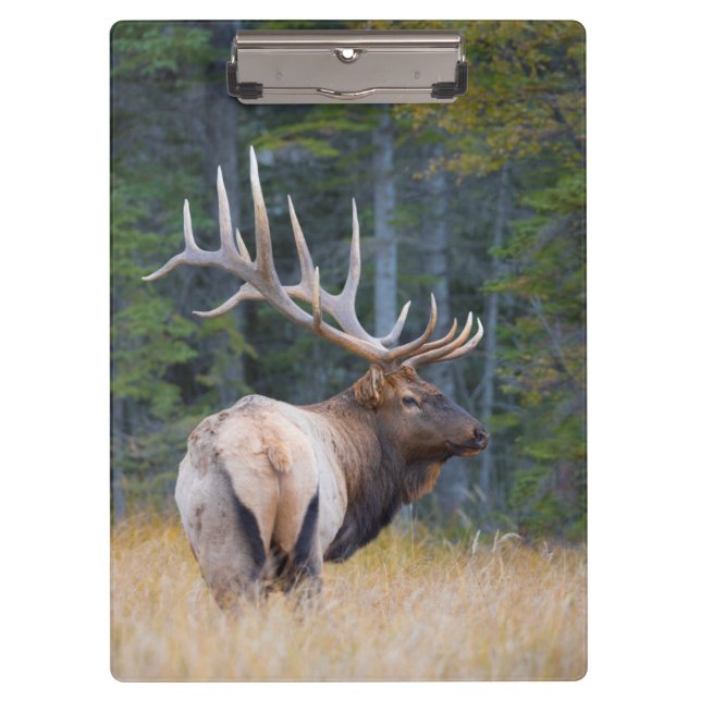 Bull Rocky Mountain Elk Clipboard (Front)