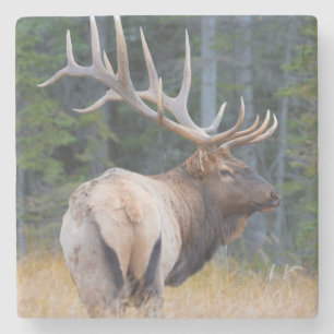 Bull Rocky Mountain Elk Stone Coaster
