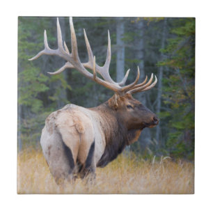 Bull Rocky Mountain Elk Tile