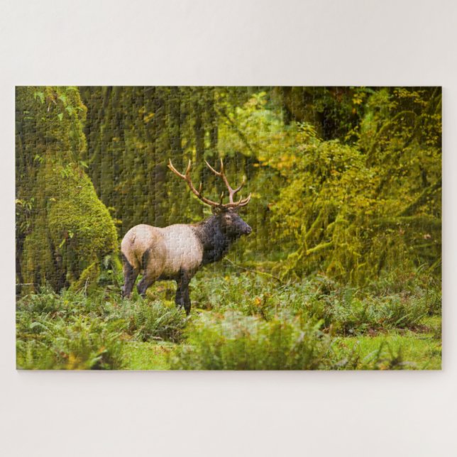 Bull Roosevelt Elk Standing In Meadow Jigsaw Puzzle (Horizontal)