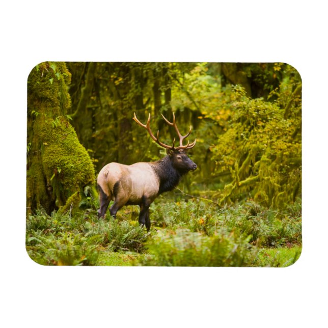 Bull Roosevelt Elk Standing In Meadow Magnet (Horizontal)