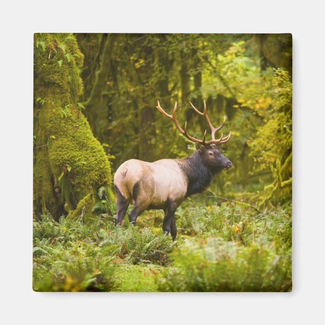 Bull Roosevelt Elk Standing In Meadow Magnet (Front)