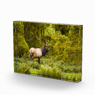 Bull Roosevelt Elk Standing In Meadow Photo Block