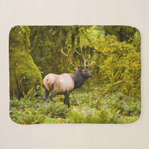 Bull Roosevelt Elk Standing In Meadow Sherpa Blanket
