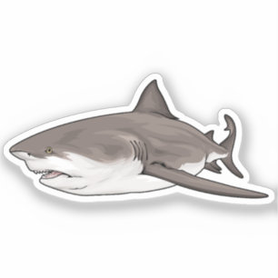 Bull Shark A