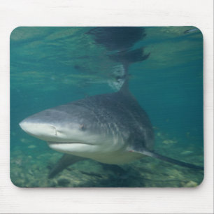 Bull Shark - Carcharhinus leucas Mouse Pad