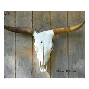 Bull Skull on a wall close up Photo Enlargement