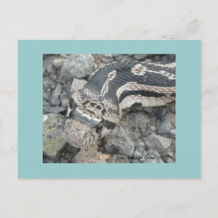 Bull snake (Pituophis catenifer sayi) Postcard