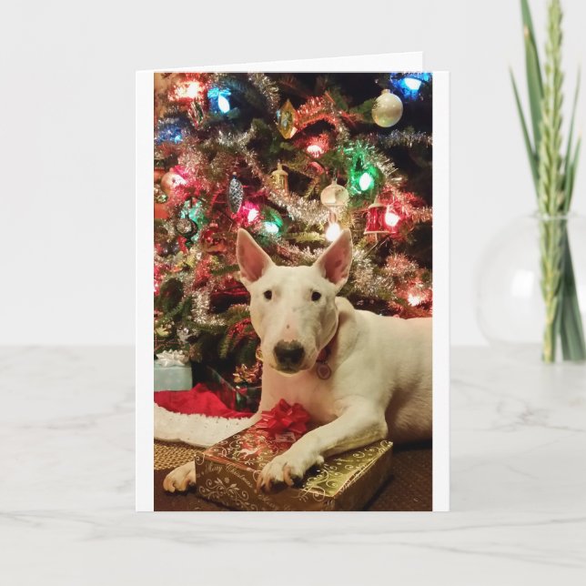 bull terrier christmas present tree holiday card (Front)