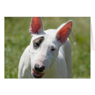 Bull Terrier in Grassy Field