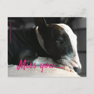Bull Terrier missing a dear person Postcard