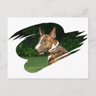 Bull Terrier Postcard