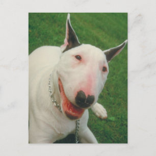 Bull Terrier Postcard