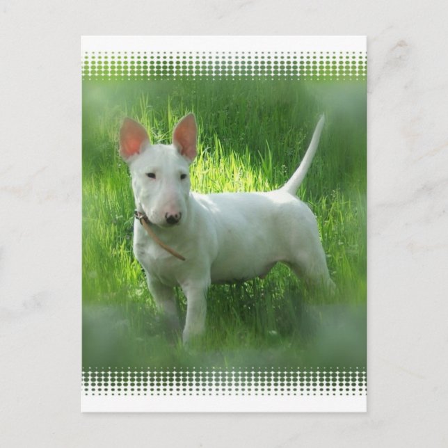 Bull Terrier Postcard (Front)