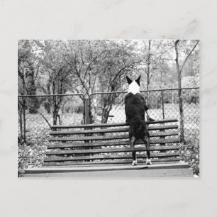 Bull terrier postcard