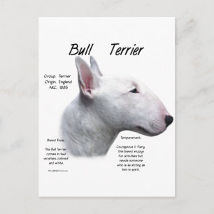 Bull Terrier (wht) History Design Postcard