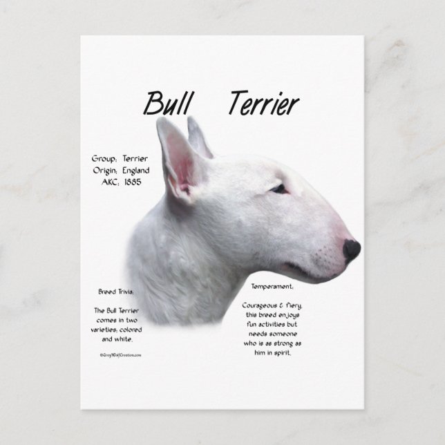 Bull Terrier (wht) History Design Postcard (Front)