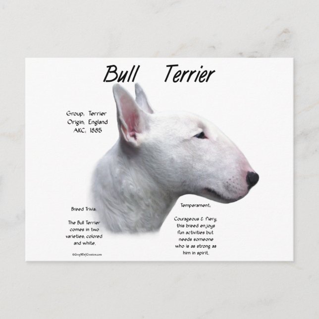 Bull Terrier (wht) History Design Postcard (Front)