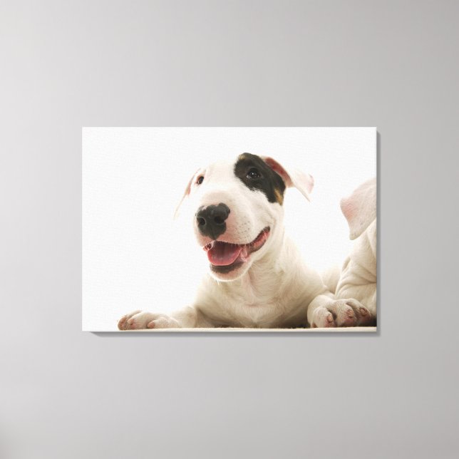 Bull Terriers Canvas Print (Front)