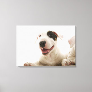 Bull Terriers Canvas Print