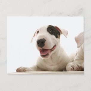 Bull Terriers Postcard