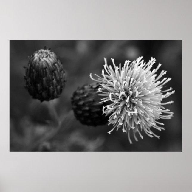 Bull Thistle Poster (Front)