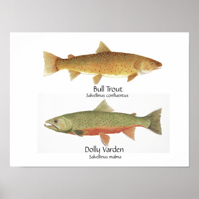 Bull Trout and Dolly Varden Poster (Front)